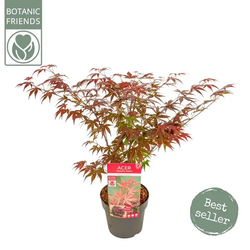 Japanse esdoorn atropurpureum p19 h50. - Deal