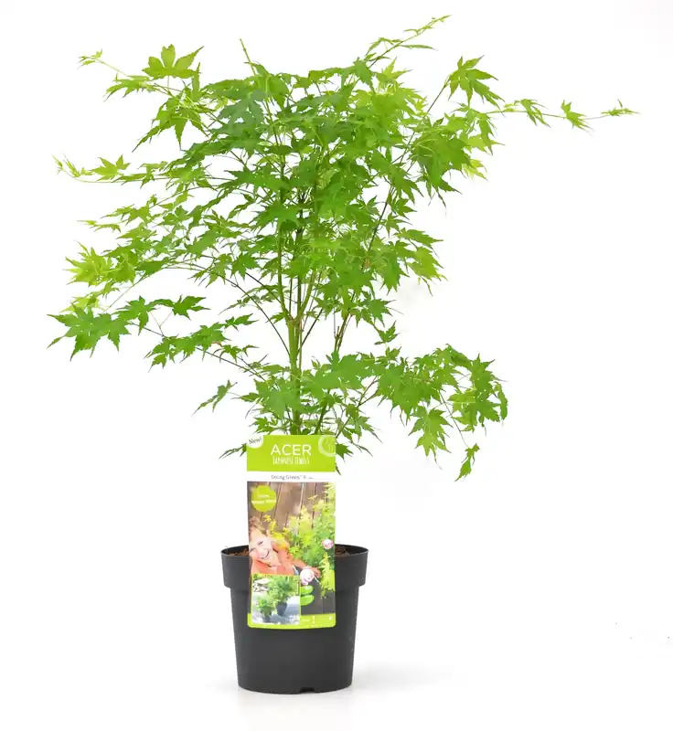 Japanse esdoorn going green p19 - Eenvoudig retourneren