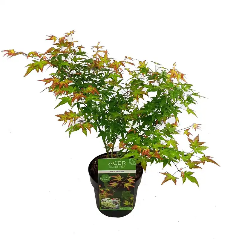 Japanse esdoorn little princ p19 h40 - Fabrieksprijs