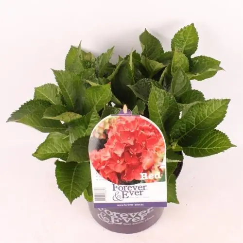 Hortensia forever & ever red p23 | Korting