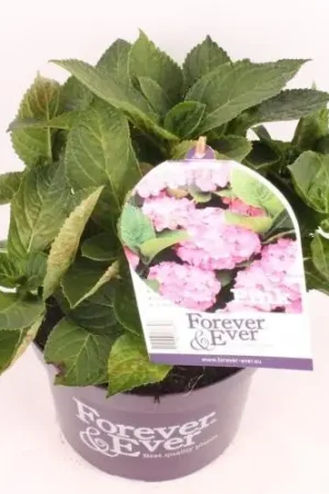 Zojuist toegevoegd | Hortensia forever & ever roze p23