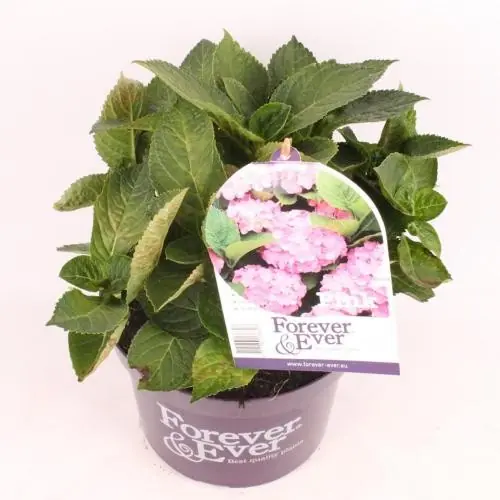 Zojuist toegevoegd | Hortensia forever & ever roze p23
