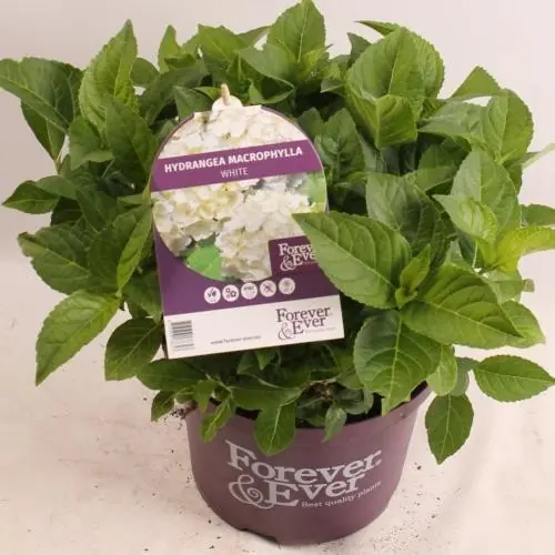 Voeg toe aan winkelwagen - Hydrangea forever&ever whte p23