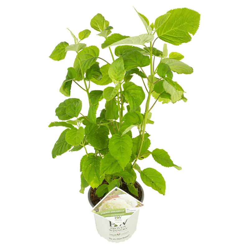 Topkwaliteit | Hortensia strong annabelle p19 h45 sterke takken, die rechtop blijven