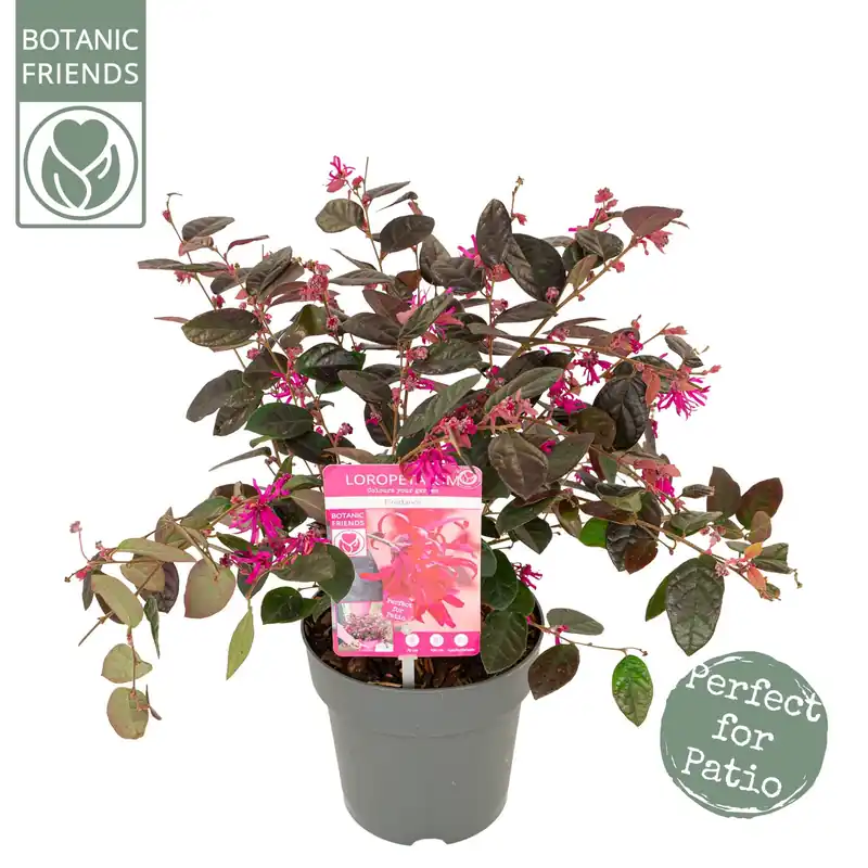 Deal - Rode franjeboom
