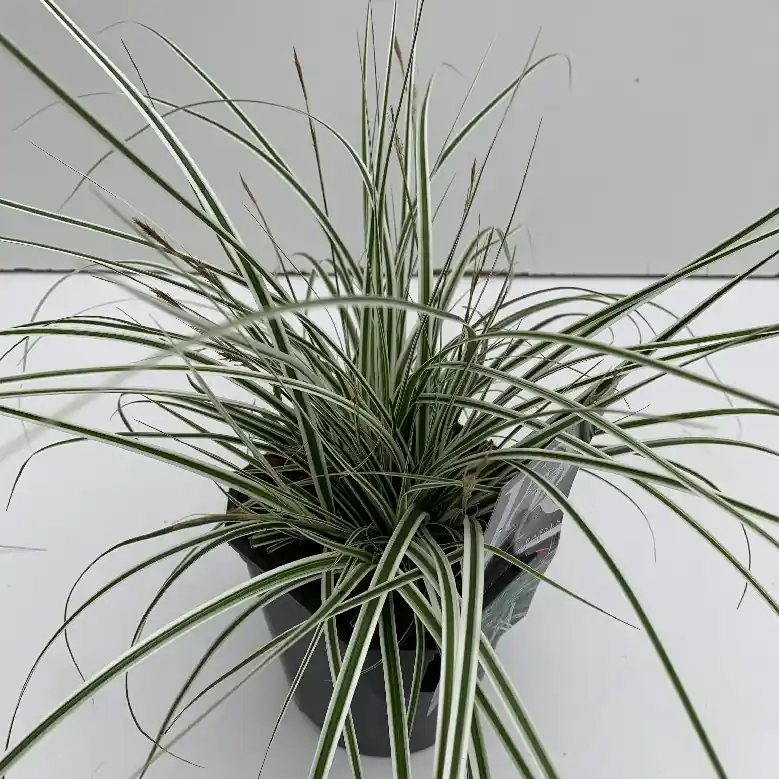 Carex oshimensis Everest | Net gelanceerd