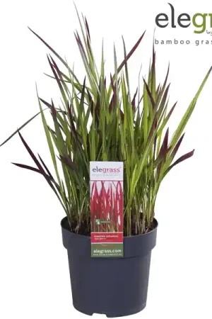 Actie loopt bijna af | Japans bloedgras of imperata c red baron p14 h30