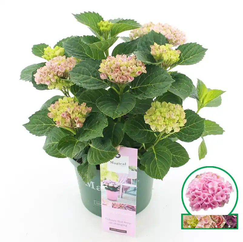 Online bestellen - Hortensia magical revolution roze p23