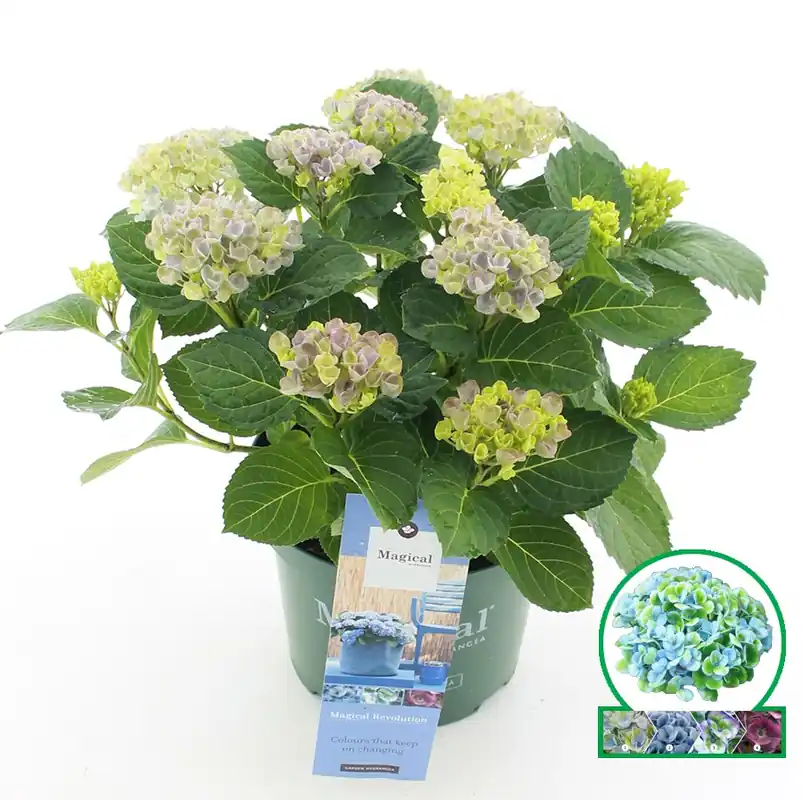 Deal - Hortensia magical revolution blauw p23