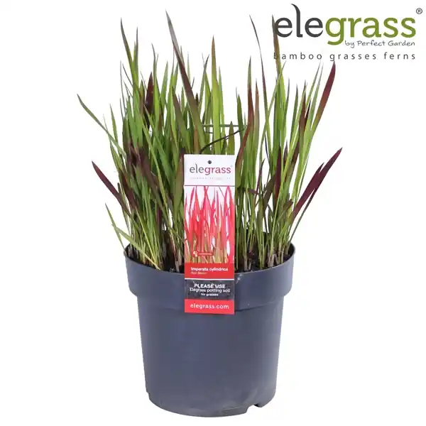 Outlet - Japans bloedgras of imperata c red baron p19 h30