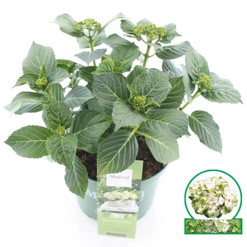 Hortensia magical noblesse - Direct van de fabrikant