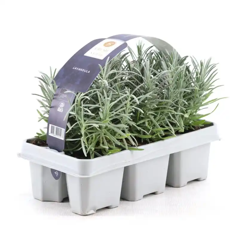 Nu beschikbaar | Lavendel angustifolia ‘royal purple‘ - 20 cm hoog