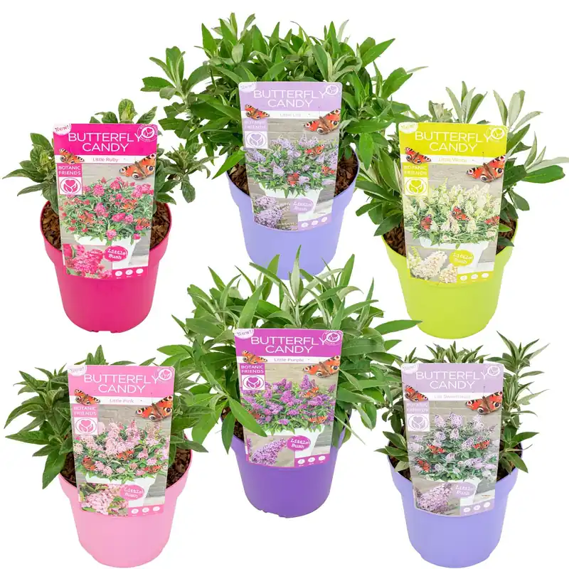 Buddleja of vlinderstruik little lila - Nieuw gelanceerd