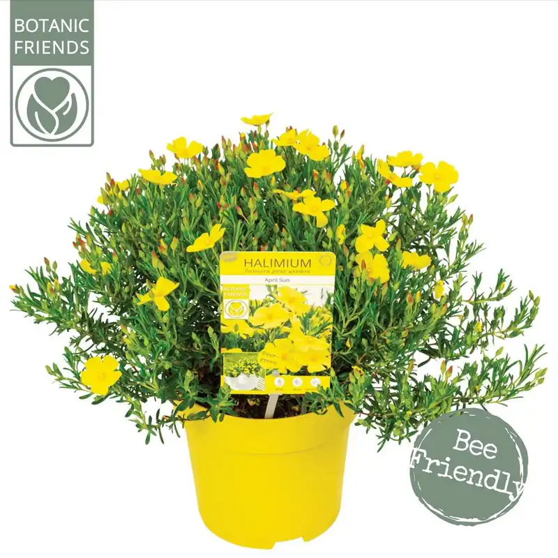 Halimium april sun p17 h30 | Fabrieksprijs