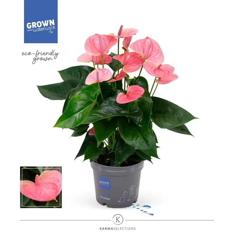Anthurium andreanum XL roze (Flamingoplant) - Net toegevoegd