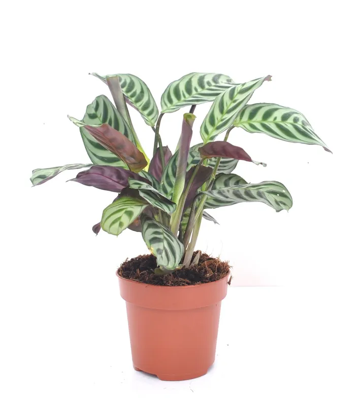 Ctenanthe burle-marxii p12 h30 | Speciale deal