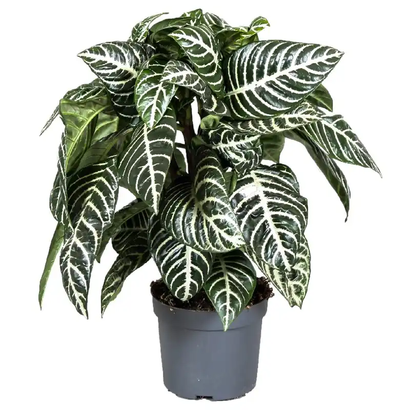 Koopje - Aphelandra botanica p13 h25