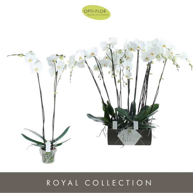 Mis het niet | Phalaenopsis 2 tak pearl wit p15 h70