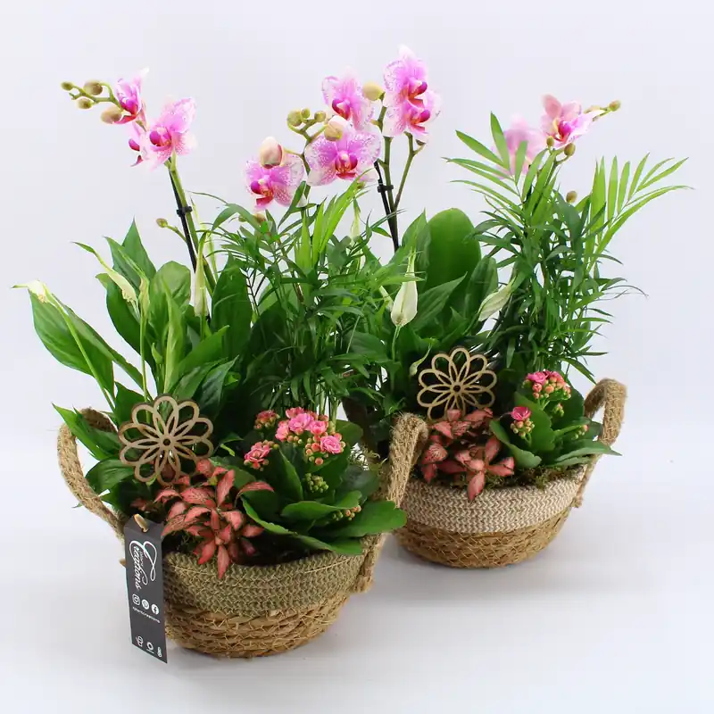 Arrangement orchidee p21 h35 | Flitsaanbieding
