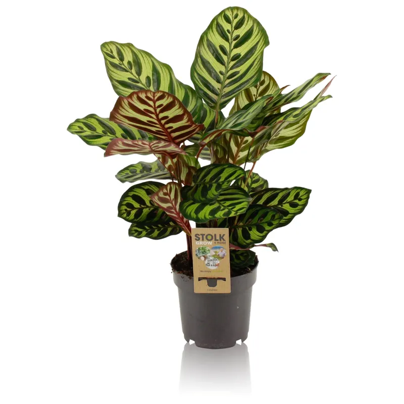 Voeg toe aan winkelwagen | Calathea makoyana p14 h45