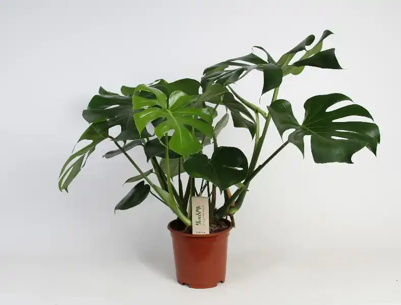 Monstera (Gatenplant) - Shop nu