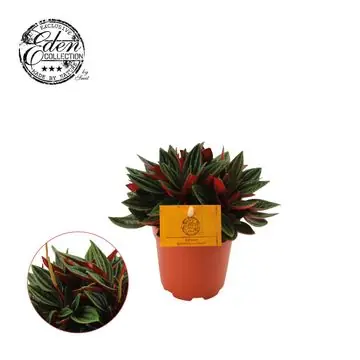Nog enkele stuks - Peperomia rosso