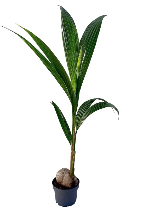 Veel voordeel - Cocos nucifera p19 h120