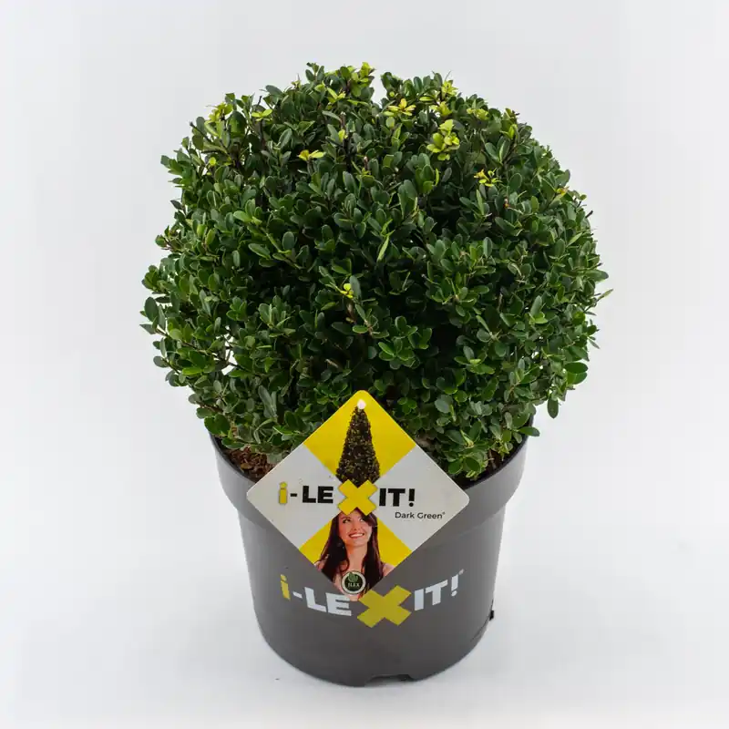 Ilex of hulst bol 30cm - Nieuw gelanceerd