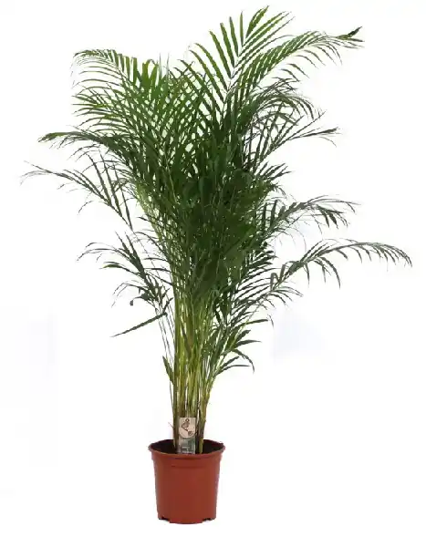 Expreslevering - Dypsis lutescens p27 h160