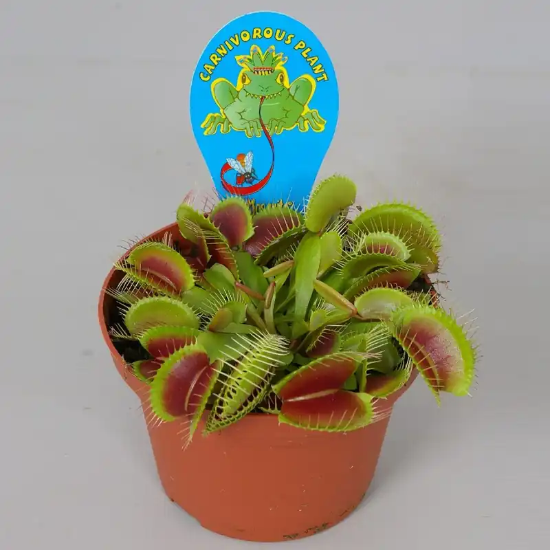 Actieprijs - Dionaea muscipula p12 h10