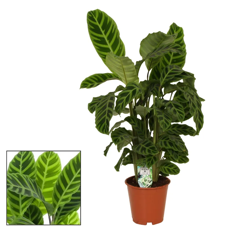 Calathea zebrina p19 h75 | Hoge kwaliteit