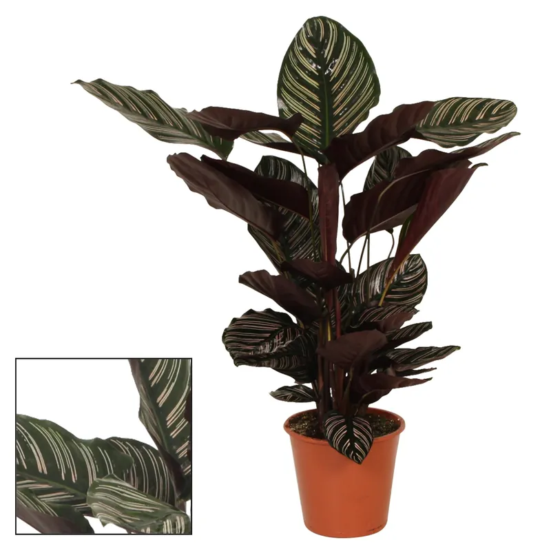 Voordeelprijs | Calathea ornata p19 h70