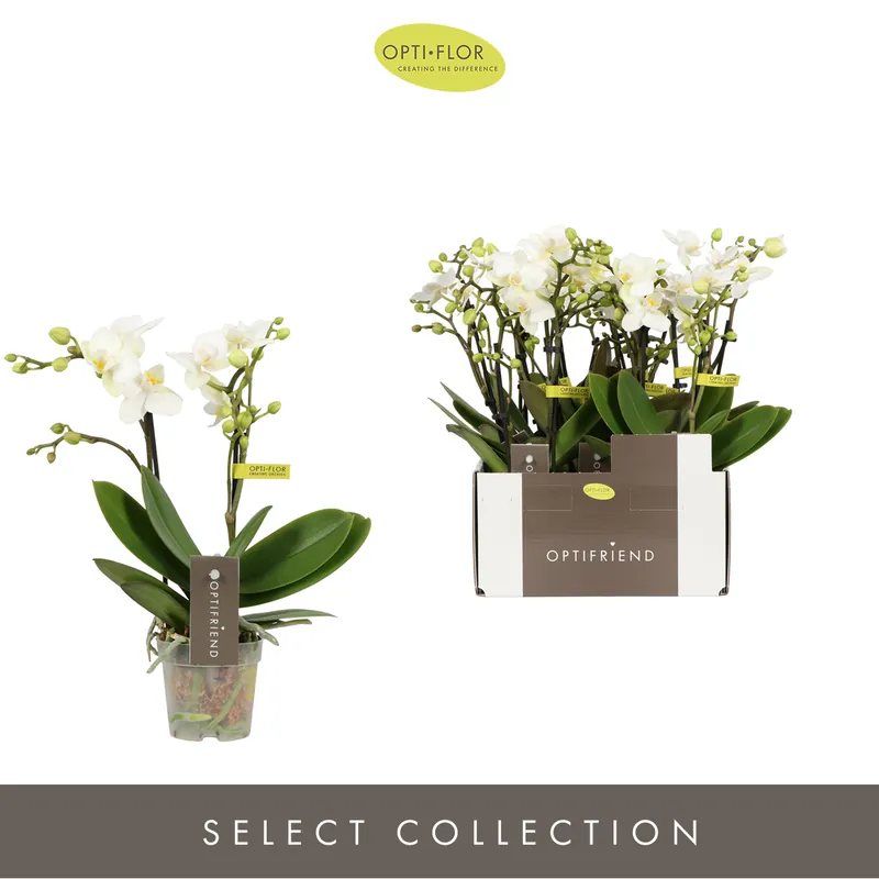 Populair | Phalaenopsis 2 tak sandra wit p7 h25