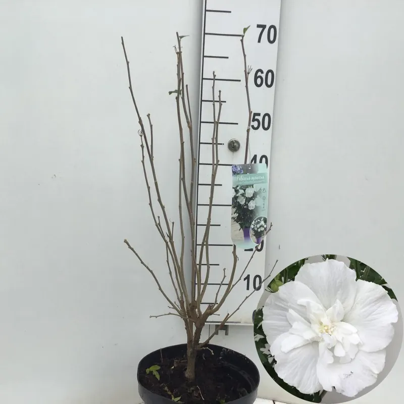 Hibiscus syriacus of tuinhibiscus p27 h62 - Veel voordeel