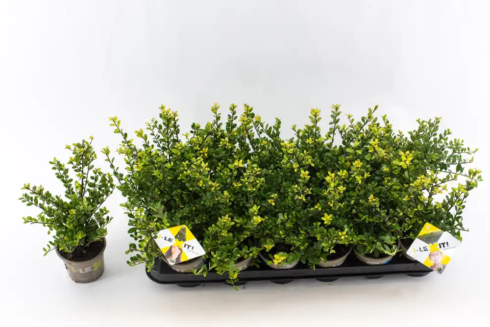 Voorraad bijna op | Ilex of hulst ‘dark green‘ struik 10-12 cm in een p9 pot