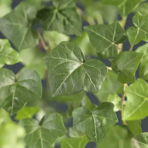 Hedera hibernica of klimop p16 | Topdeal
