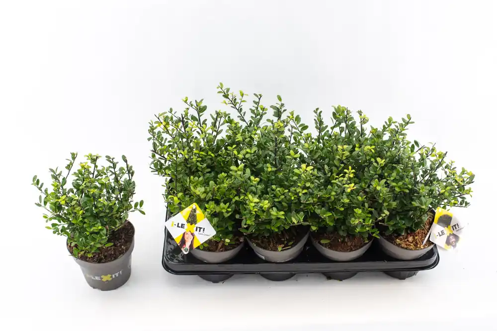 Ilex of hulst ‘dark green‘ struik 10-20 cm potmaat 14 - Voordelig