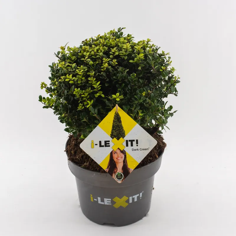 Meest verkocht | Ilex of hulstbol dark green p23