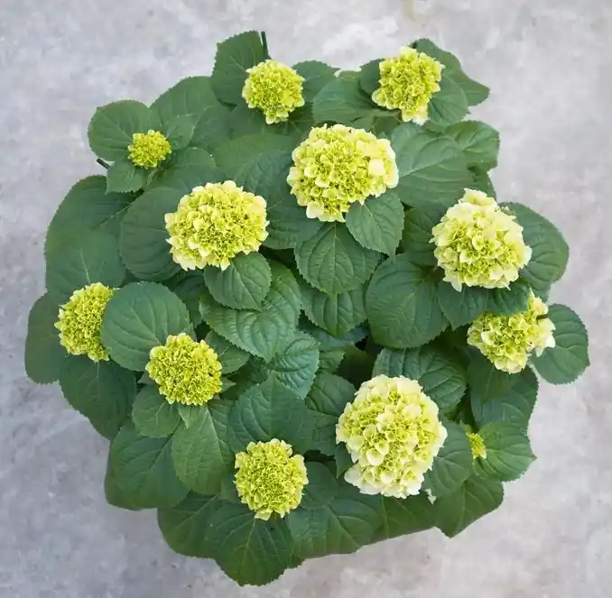 Professionele kwaliteit - Hydrangea macrohylla ( Hortensia )