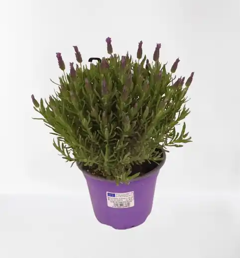 Veel gevraagd | Vlinder lavendel p14