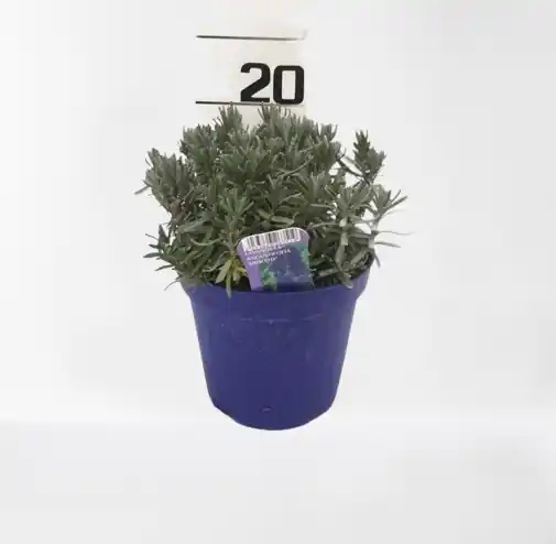 Lavendel hidcote paars p14 - Nu beschikbaar