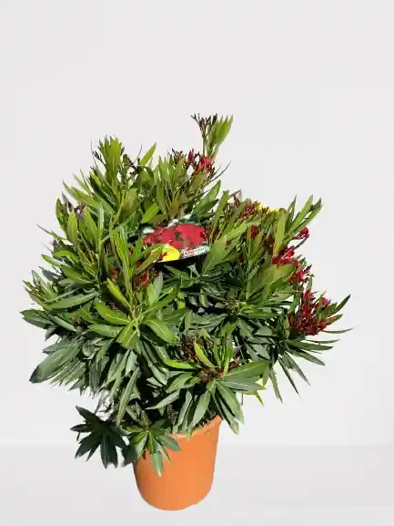 Sale - Oleander struik