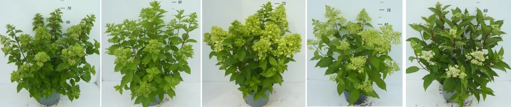 Aanrader - Hydrangea paniculata