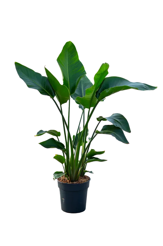 Strelitzia Nicolai p24 - Online kopen