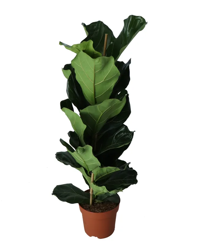 Gratis retourneren | Vioolbladplant (Ficus lyrata)