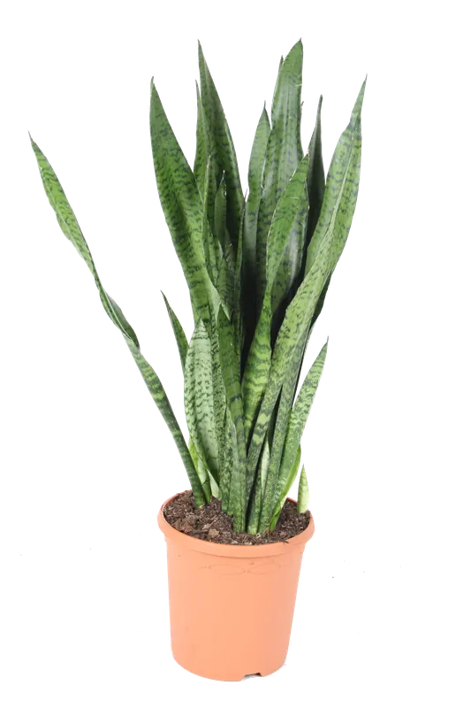 Vrouwentongen ‘Sanseviera trifasciata "Laurentii" | Veel gevraagd