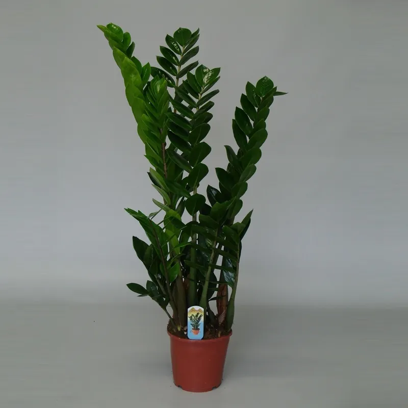 Zamioculcas ( ZZ-plant of Emerald palm ) | Slechts tijdelijk