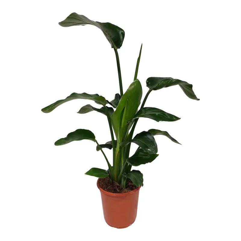 Outlet - Strelitzia (Paradijsvogelbloem)
