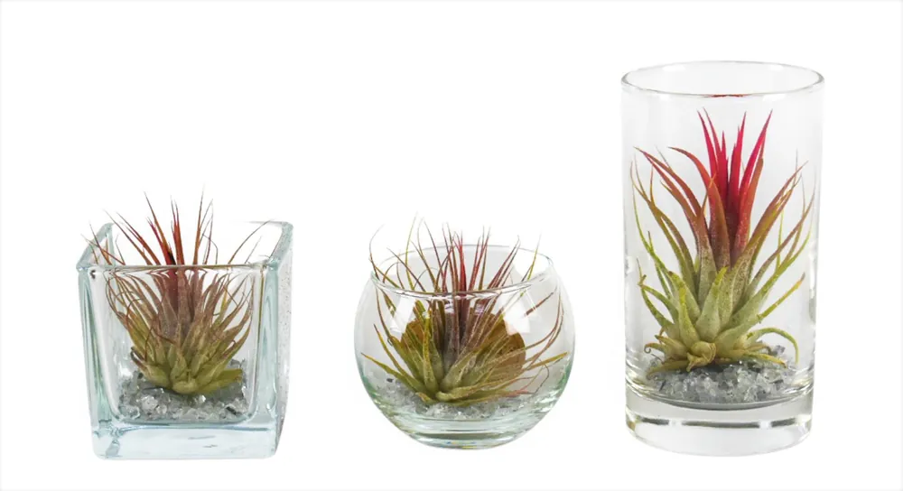 Tillandsia glas mix (luchtplantje) - Scherp geprijsd