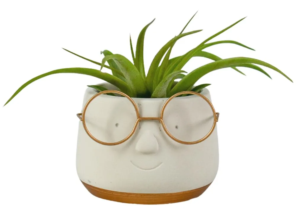 Direct van de fabrikant | Arrangement Tillandsia (luchtplantje)